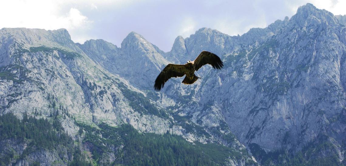 Adler in den Tiroler Alpen