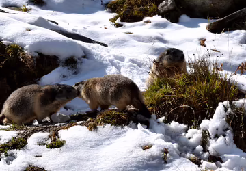 Drei Murmeltiere der Tiroler Bergwelt im Frühjahr